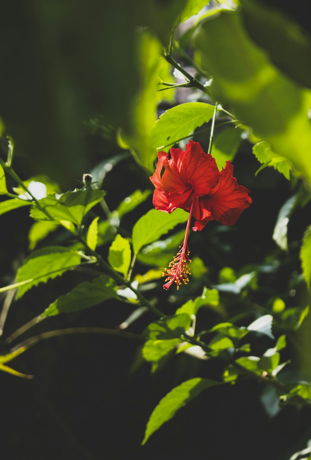 a red flower with green leaves in the background