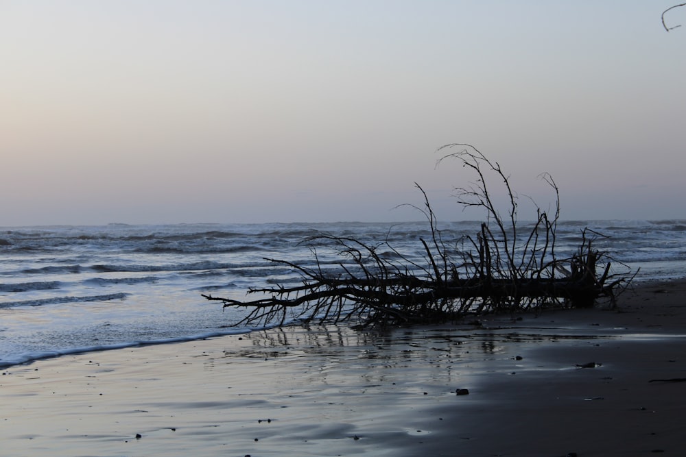 a beach that has some plants growing out of the sand