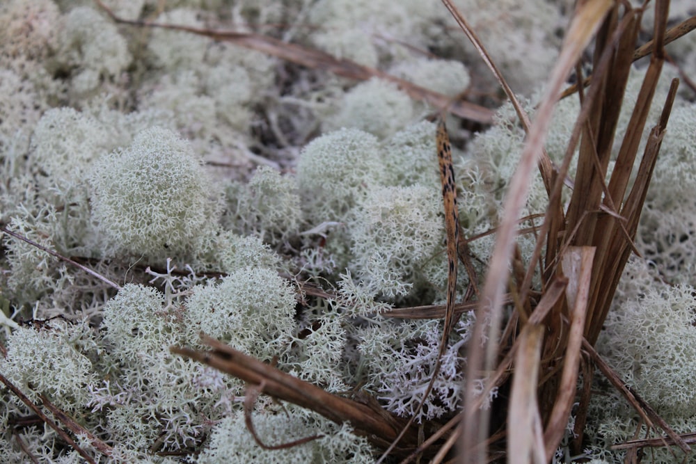 a close up of a patch of grass covered in lichen