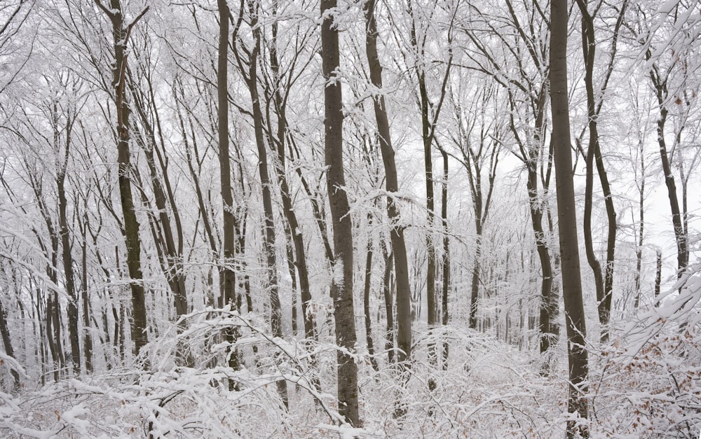 a forest filled with lots of tall trees covered in snow