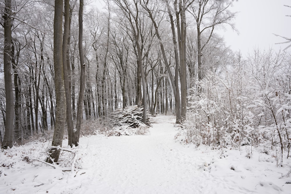 a snowy path through a forest with lots of trees