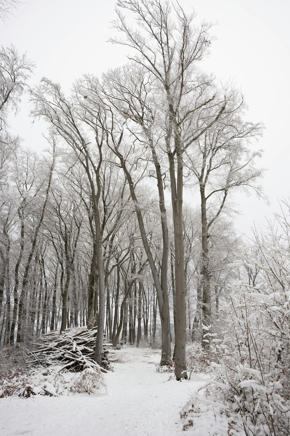 a snow covered forest filled with lots of trees