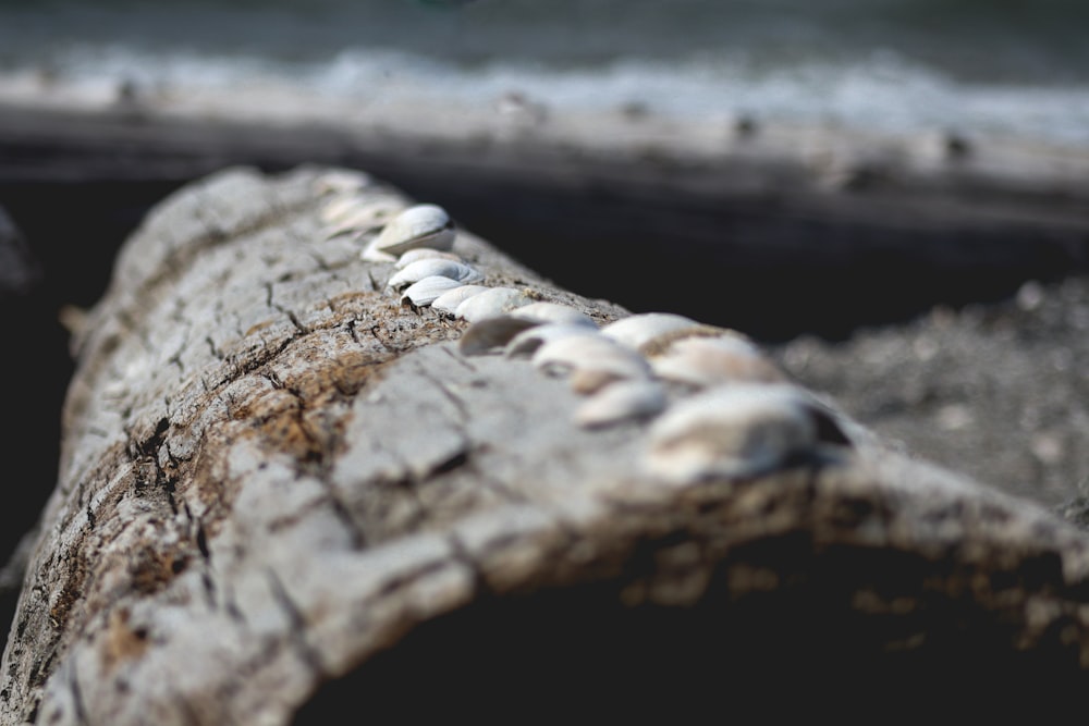 a close up of a piece of wood with shells on it