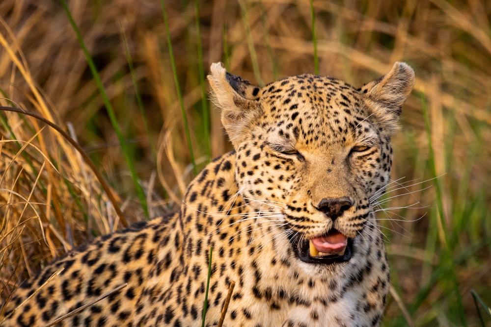 a close up of a cheetah laying in the grass