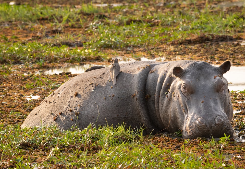 a hippopotamus laying in a muddy field