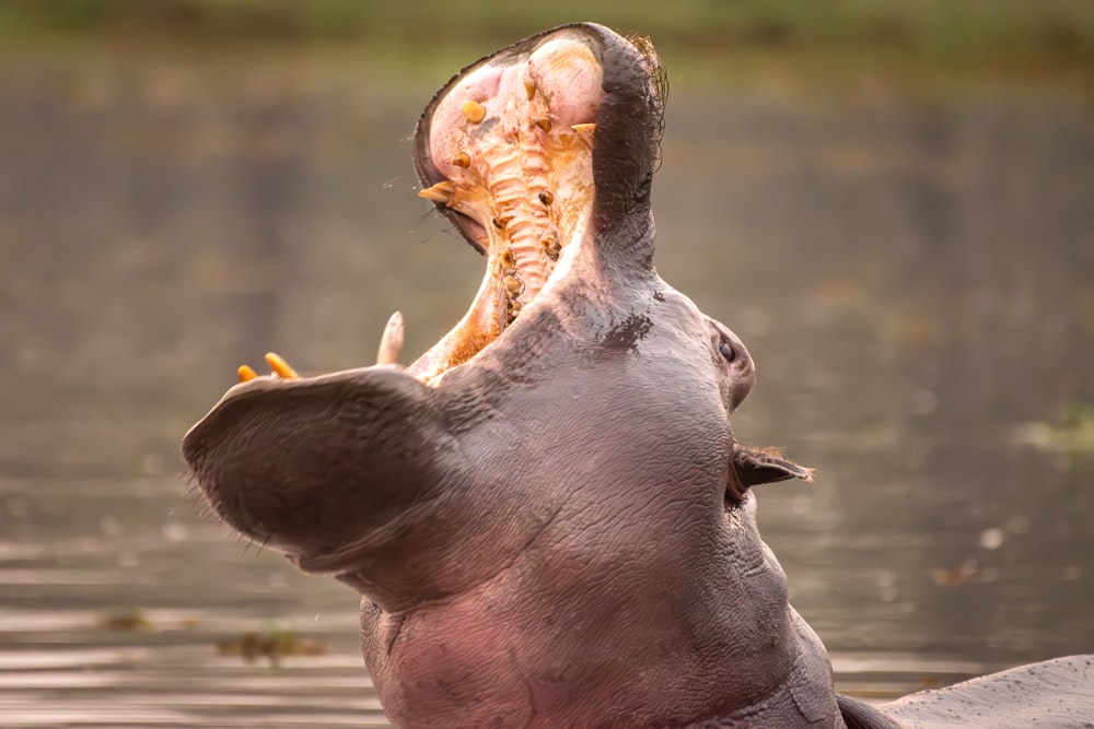 a hippopotamus with its mouth open in the water