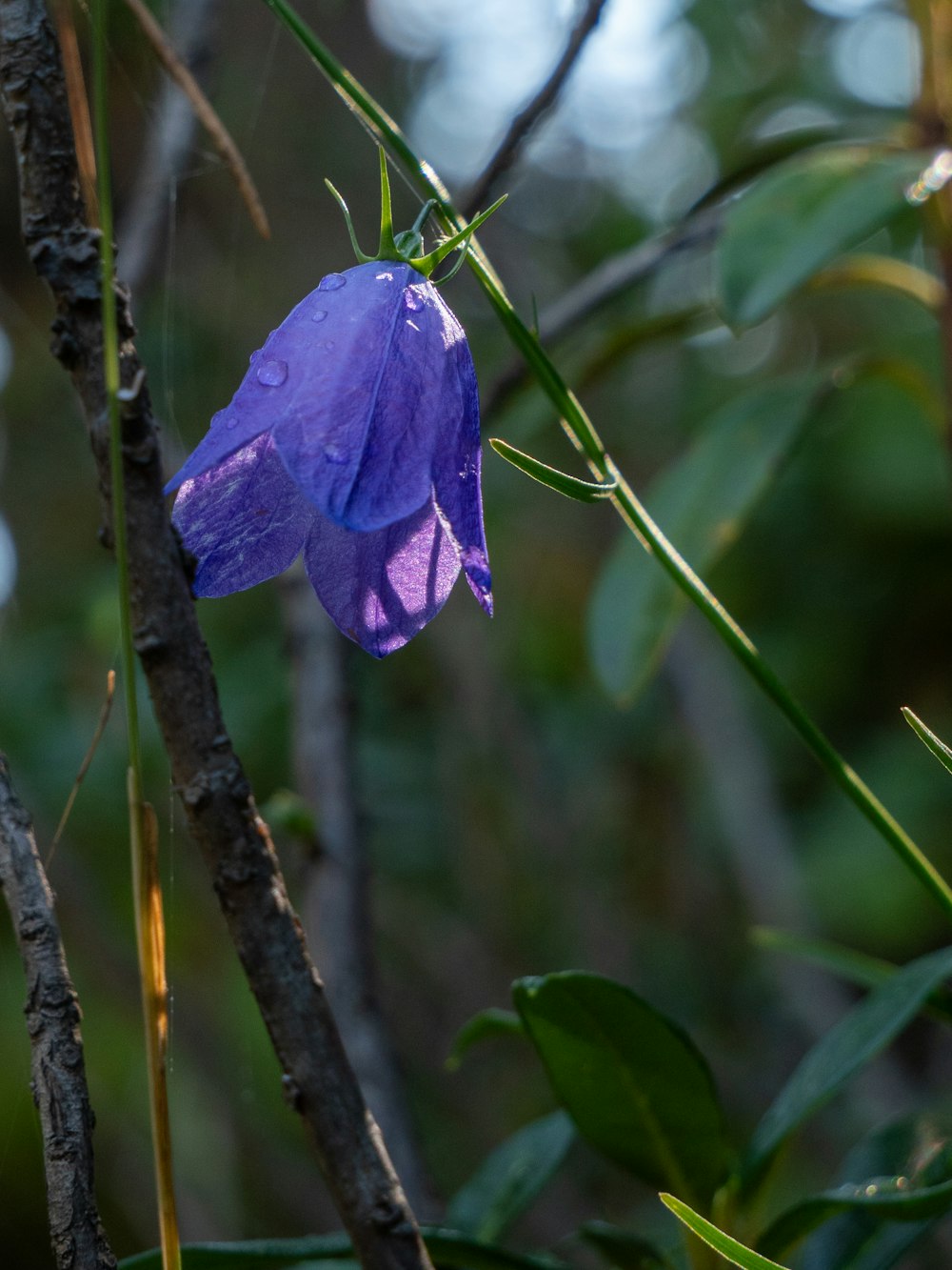 une fleur violette sur une branche d’arbre dans une forêt