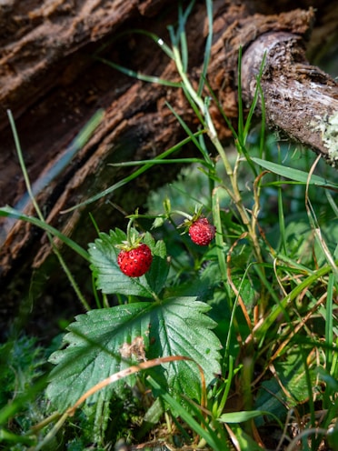 a couple of strawberries sitting on top of a lush green field