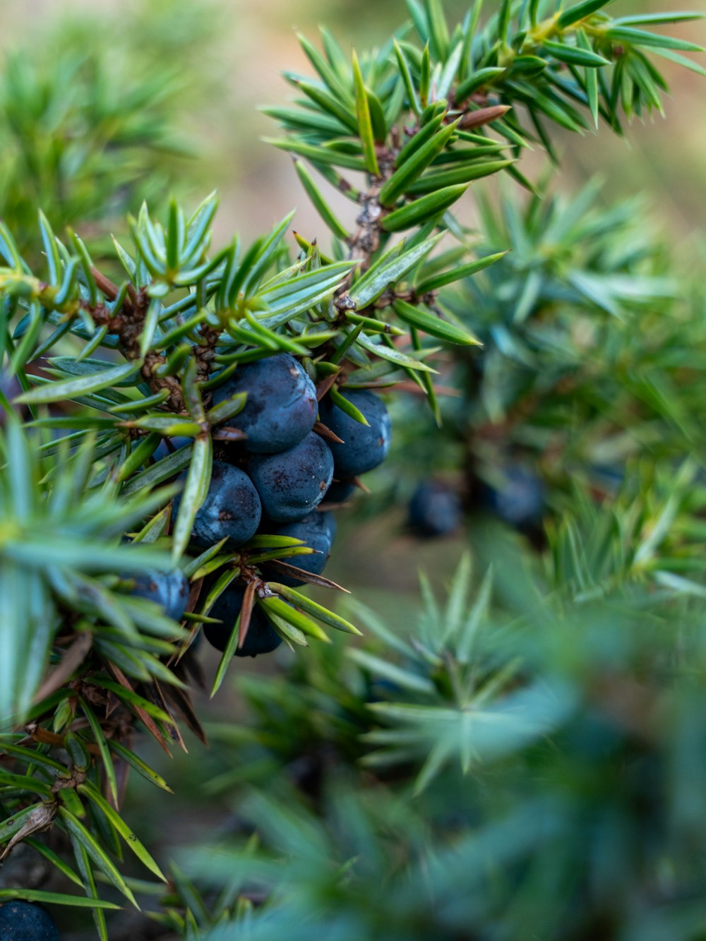 a bunch of blue berries hanging from a tree