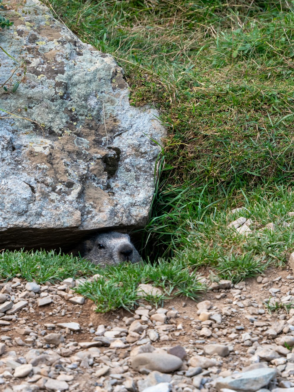 ein kleines Tier, das sich unter einem großen Felsen versteckt