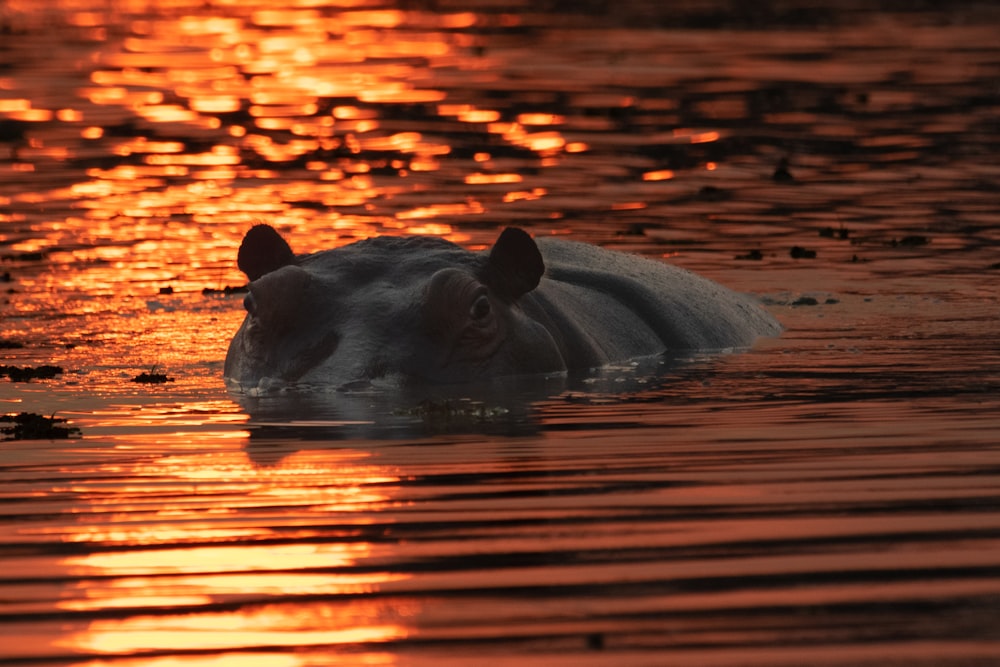 a hippopotamus swimming in a body of water at sunset