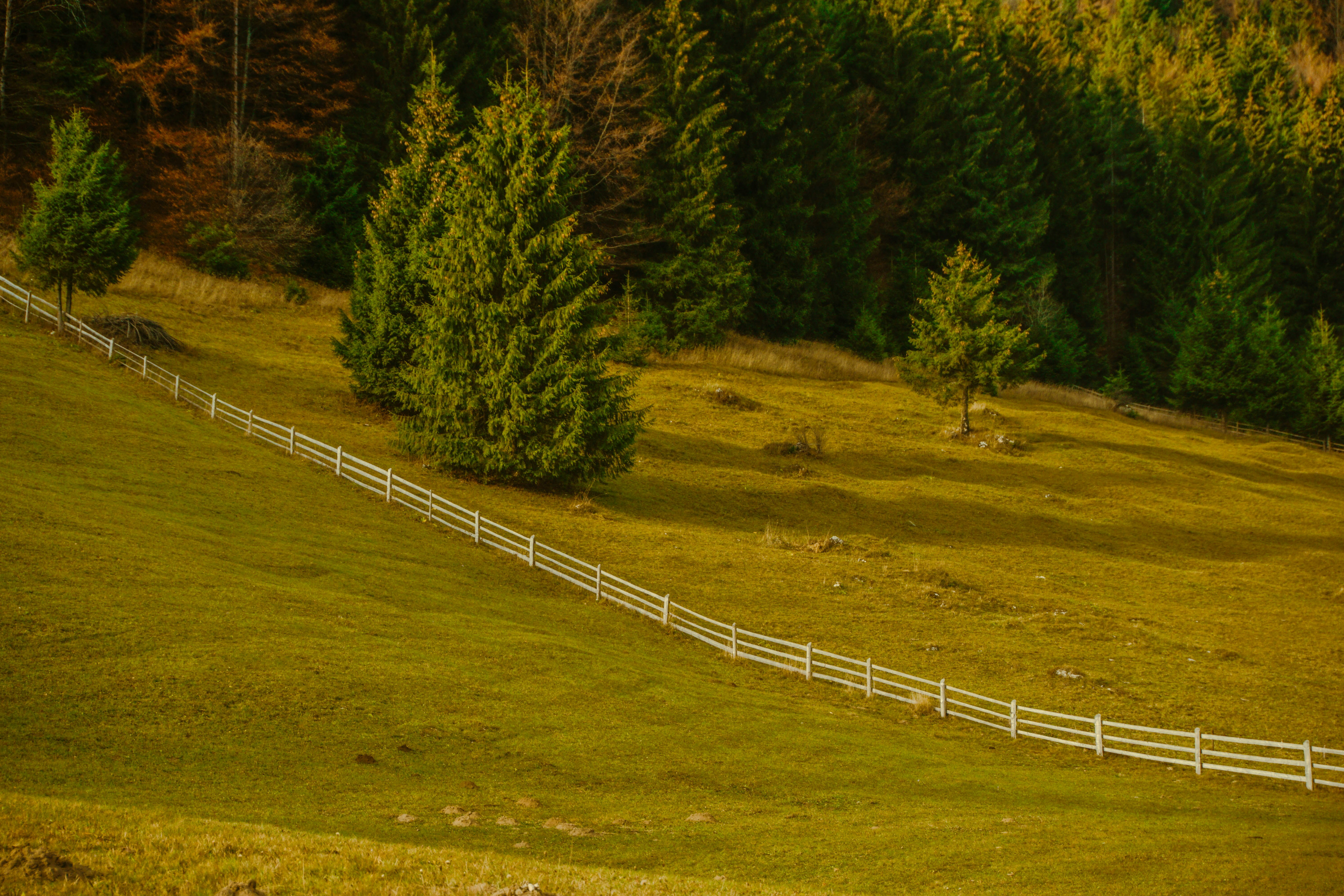 a white horse standing on top of a lush green field