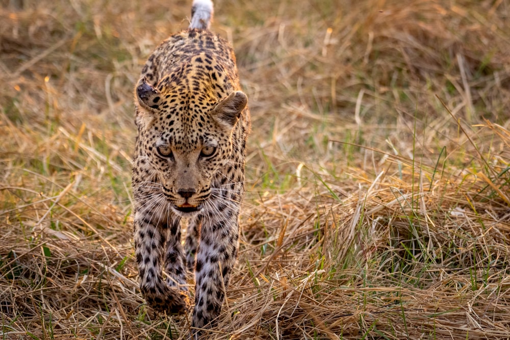 a leopard walking across a dry grass covered field