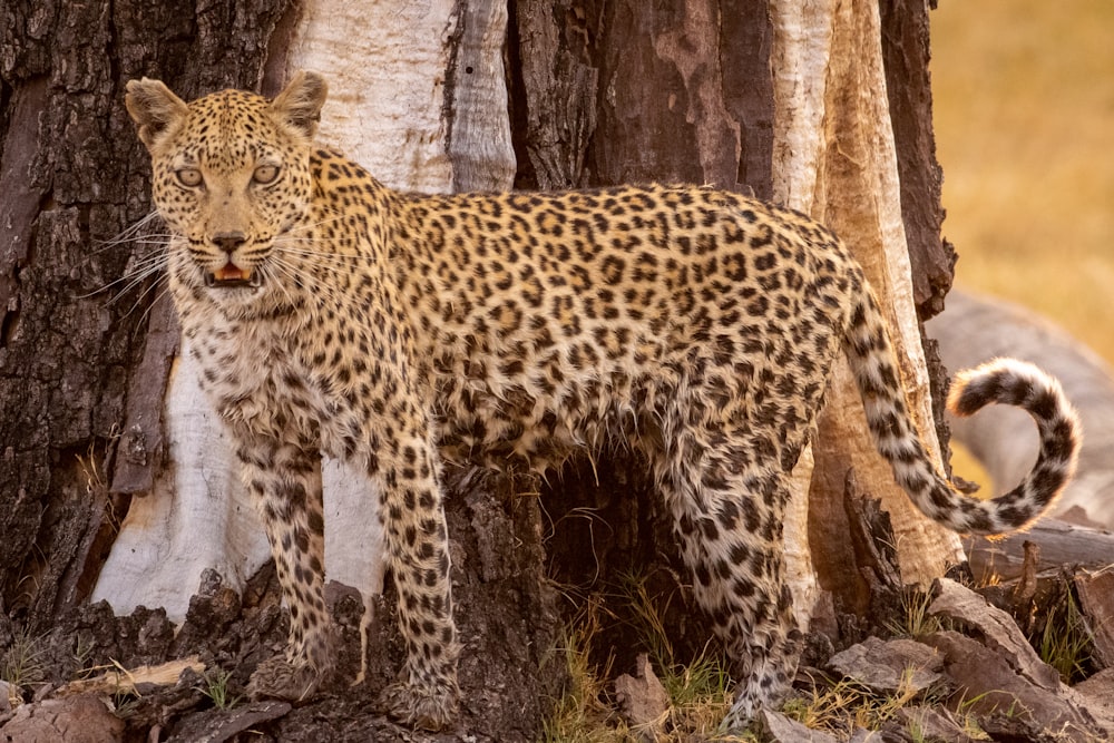 a leopard standing next to a tree in a field
