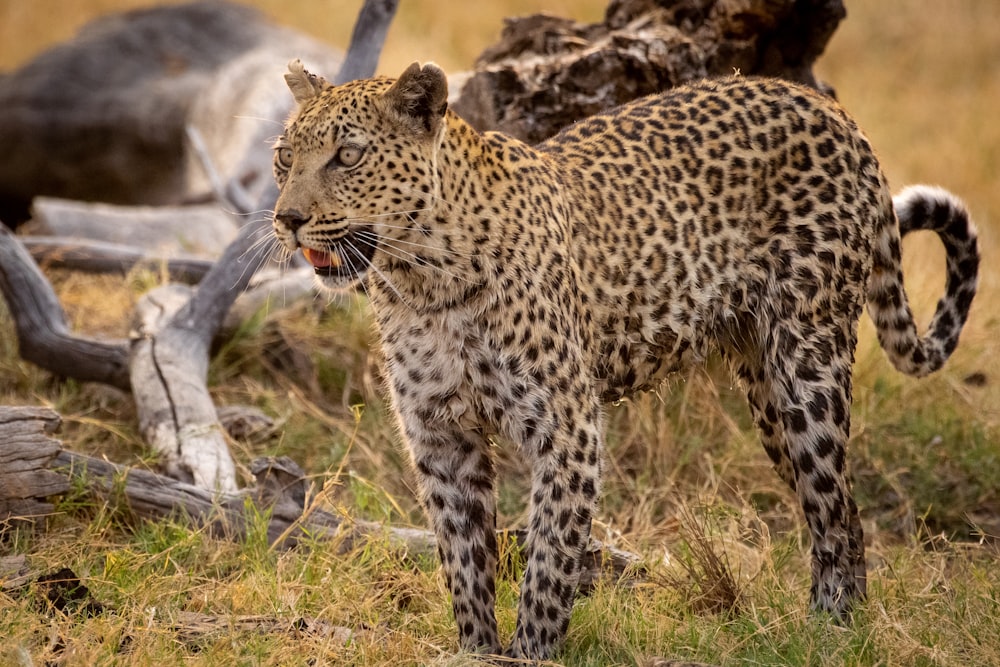 a leopard standing next to a dead antelope