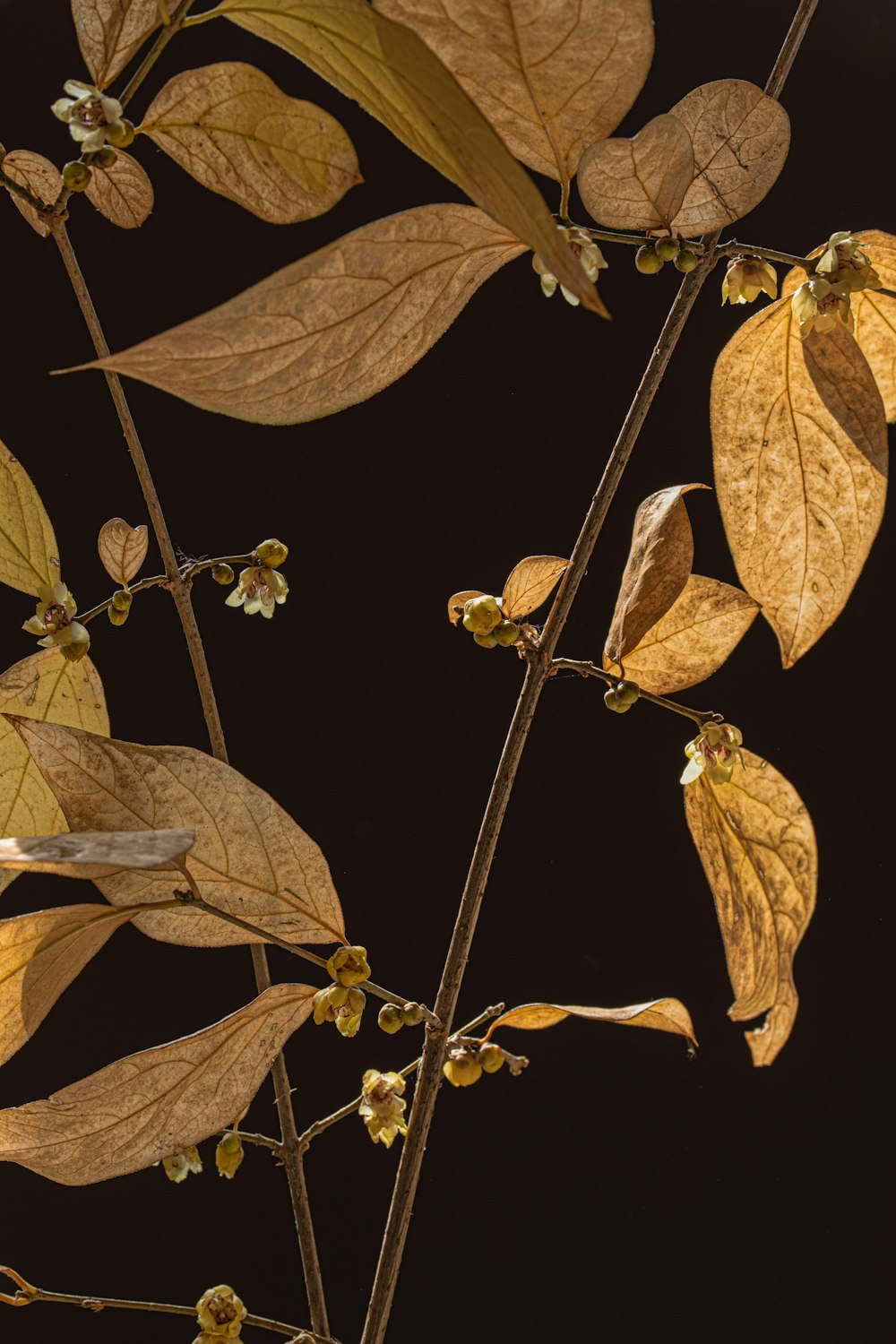 a close up of a branch with leaves and flowers