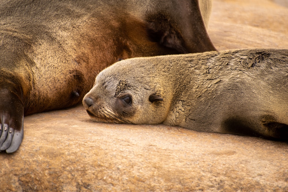 a couple of sea lions laying on top of a rock
