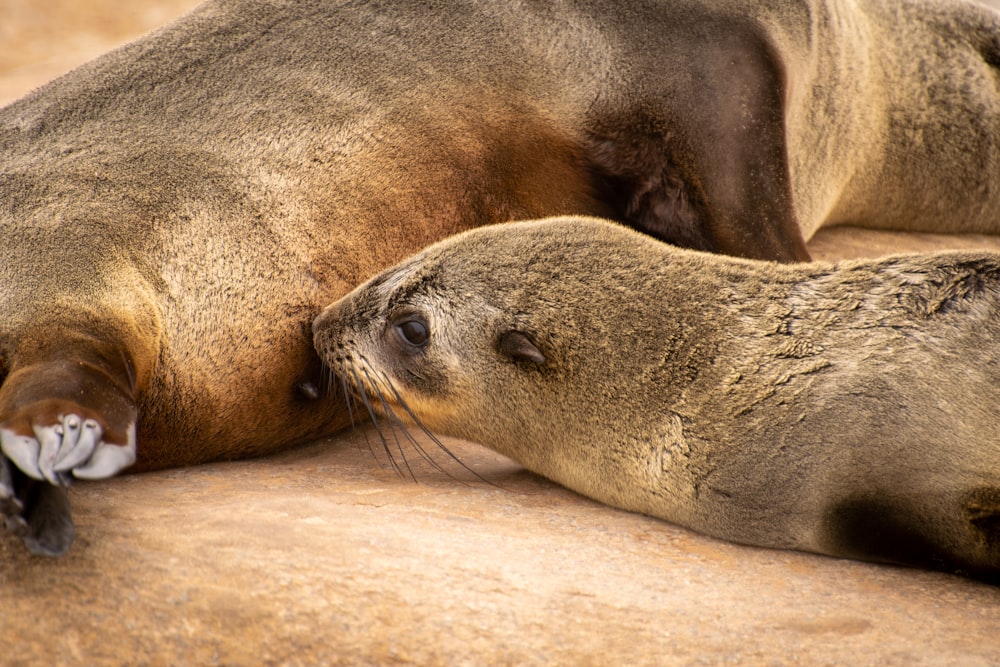 a couple of sea lions laying next to each other