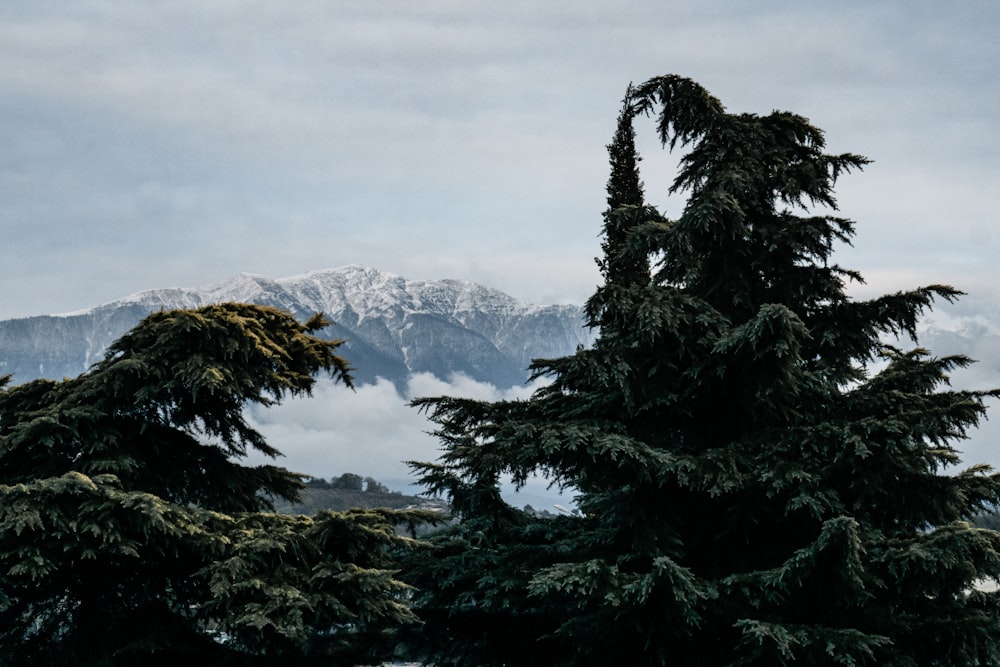 a view of a snowy mountain range through the trees