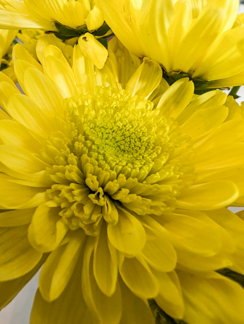 a close up of a bunch of yellow flowers