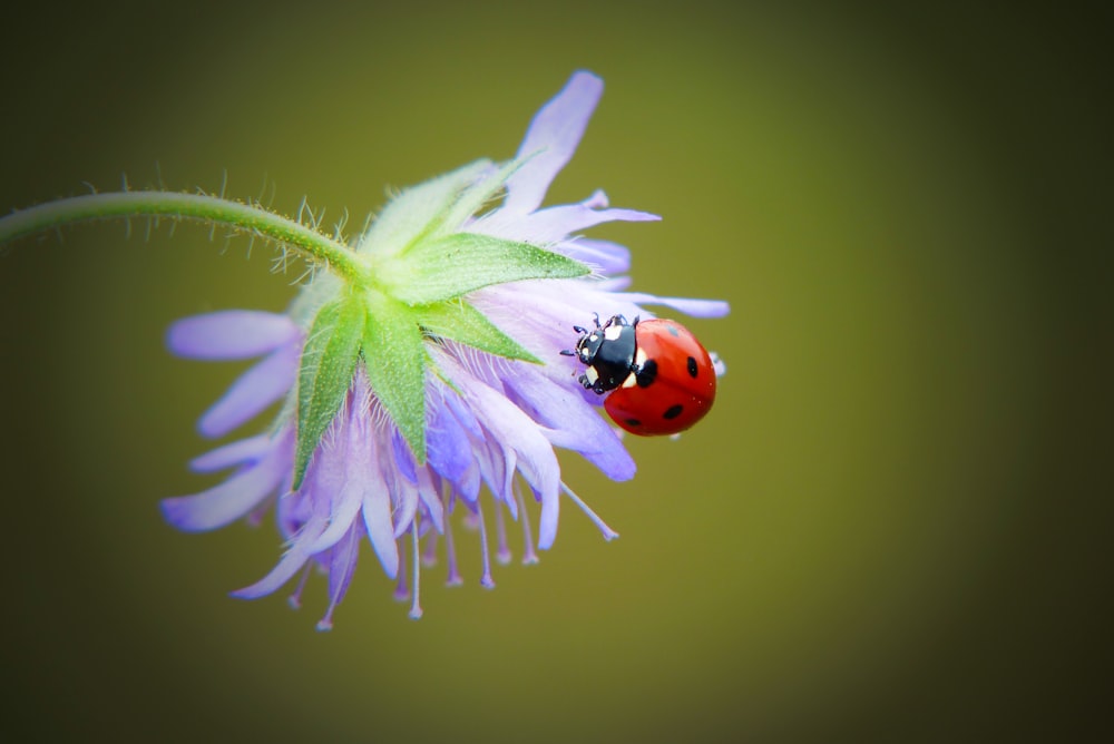 a lady bug sitting on top of a purple flower