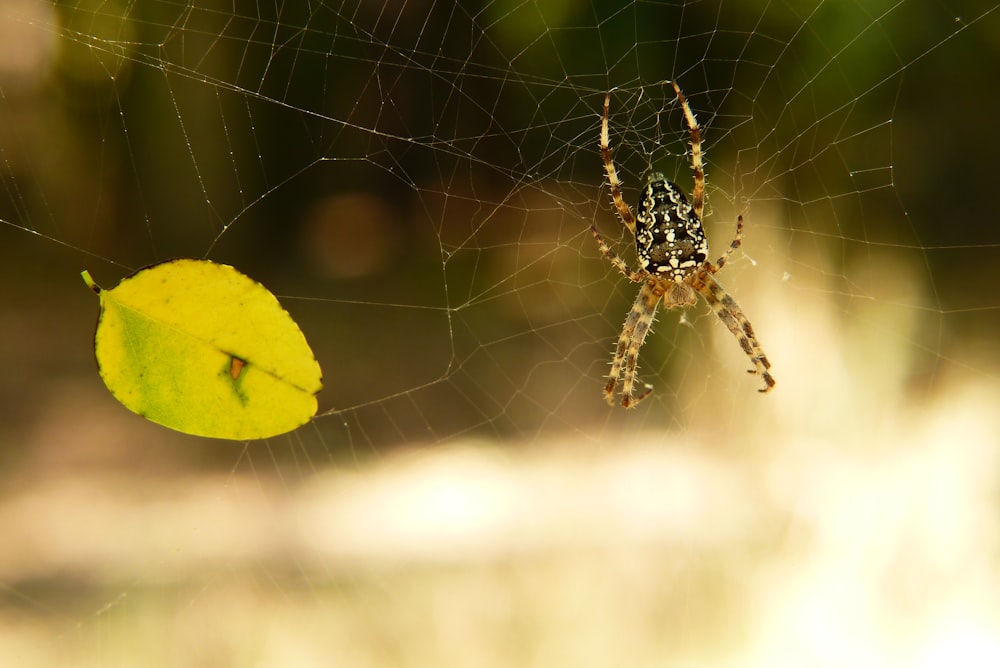 a close up of a spider on a web