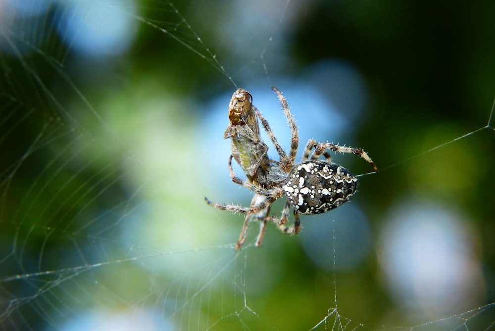 a close up of a spider on a web