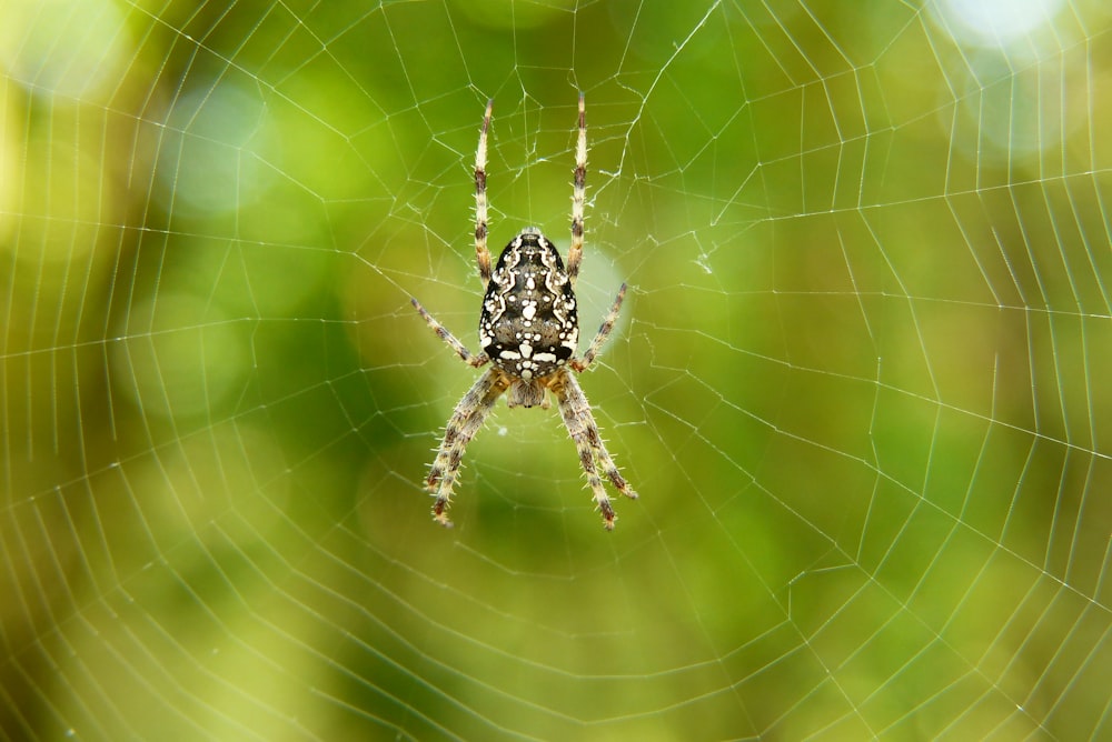 a close up of a spider on a web