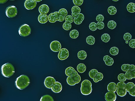 a group of water droplets floating on top of a blue surface