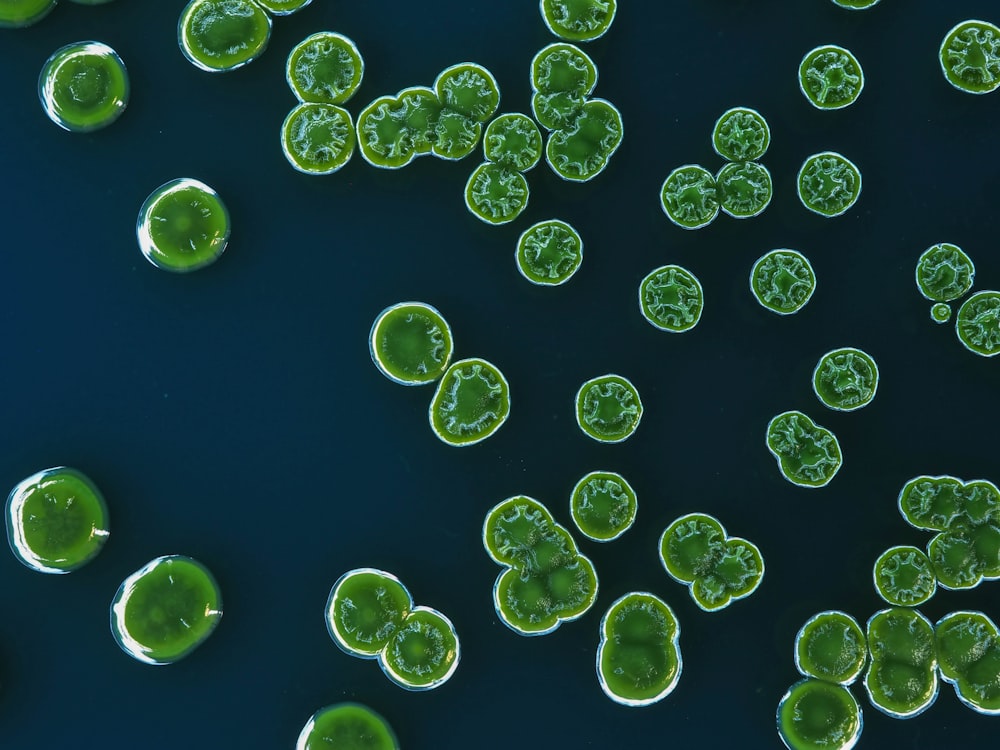 a group of water droplets floating on top of a blue surface