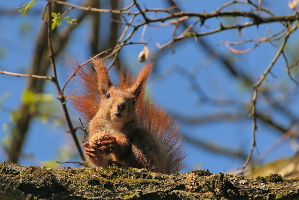 a squirrel sitting on top of a tree branch