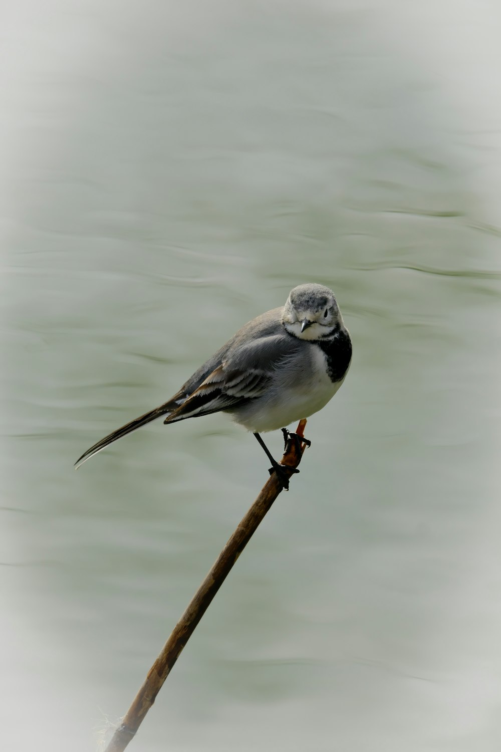 a bird sitting on a branch in the water