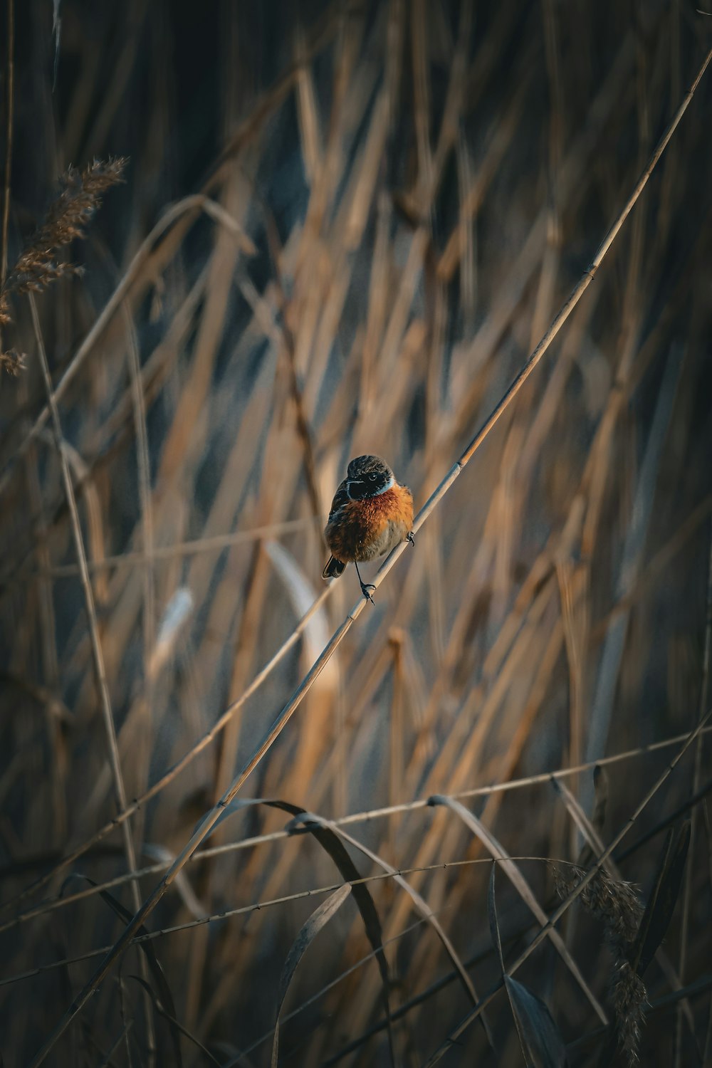 a small bird sitting on top of a dry grass field