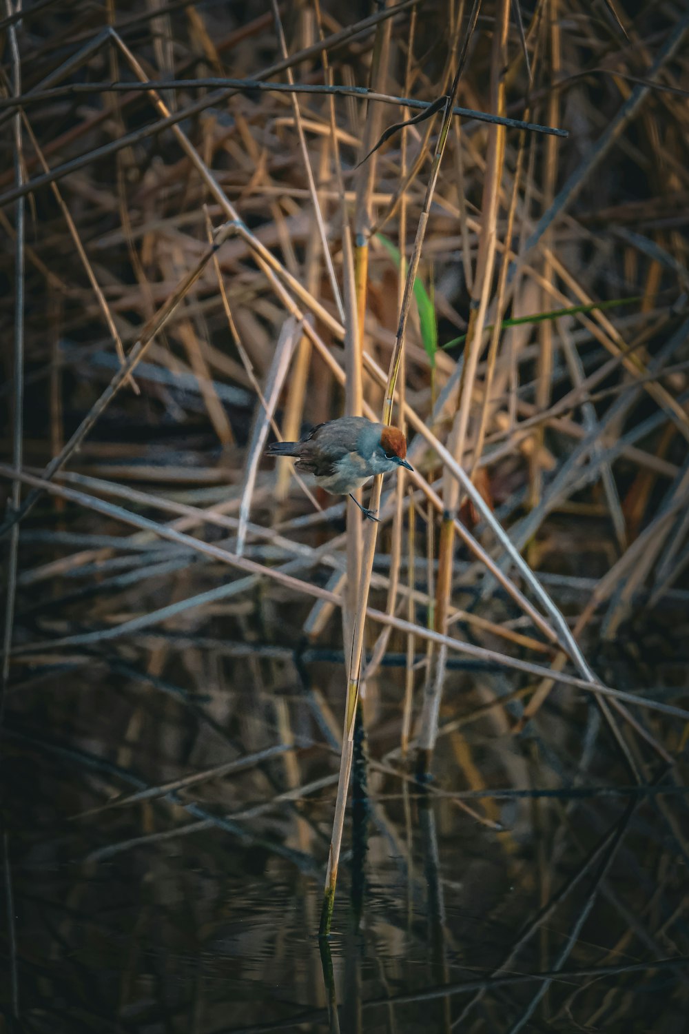 a small bird sitting on top of a body of water