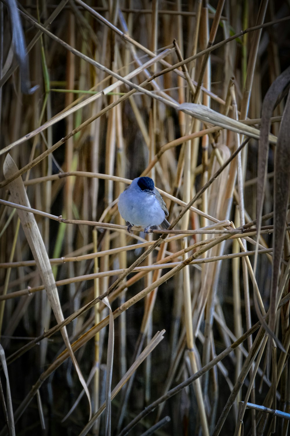 un piccolo uccello blu e bianco seduto su un ramo