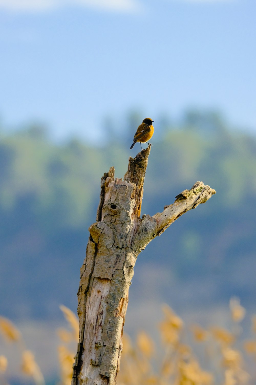 a small bird sitting on top of a tree branch