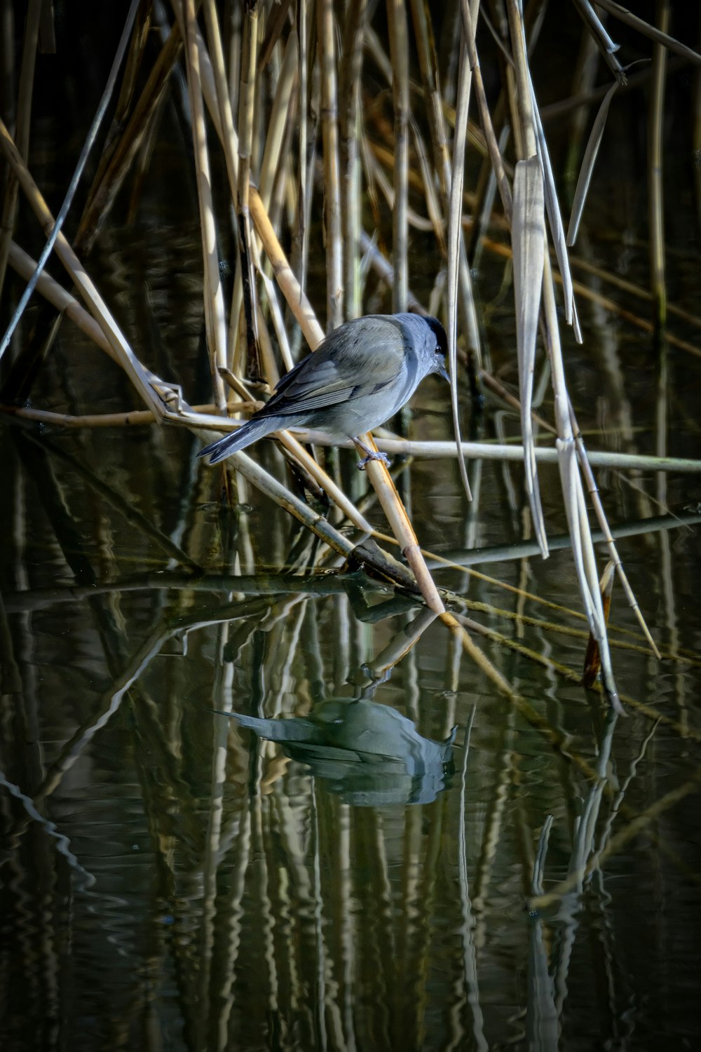 un uccello è seduto su un ramo nell'acqua