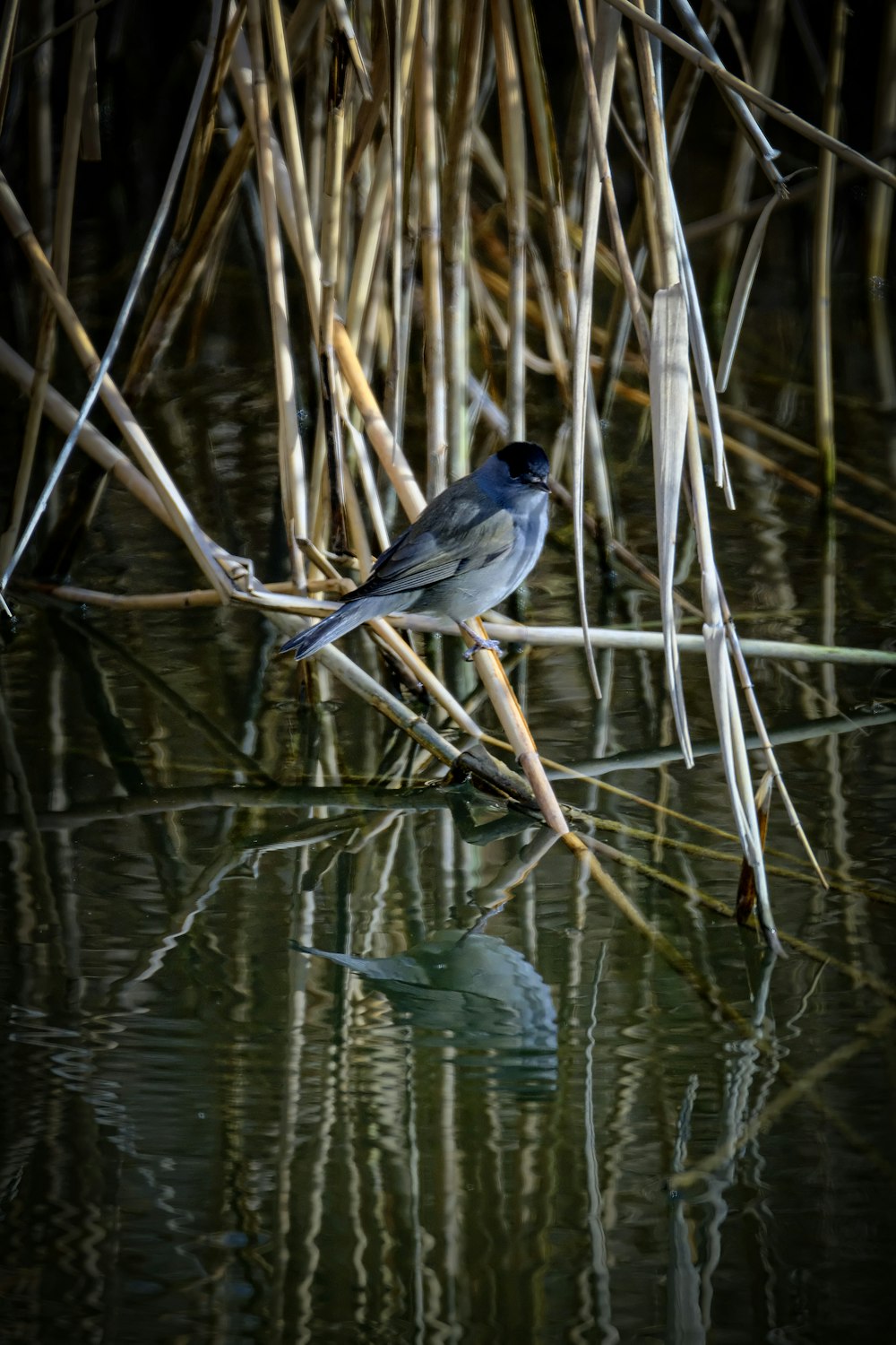 a bird sitting on a branch in the water