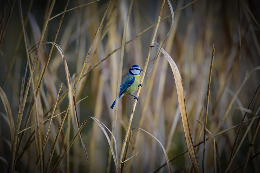 a small blue bird perched on top of a plant