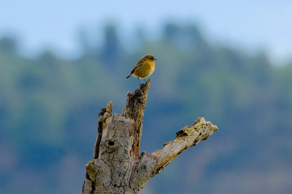 a small bird perched on top of a tree branch