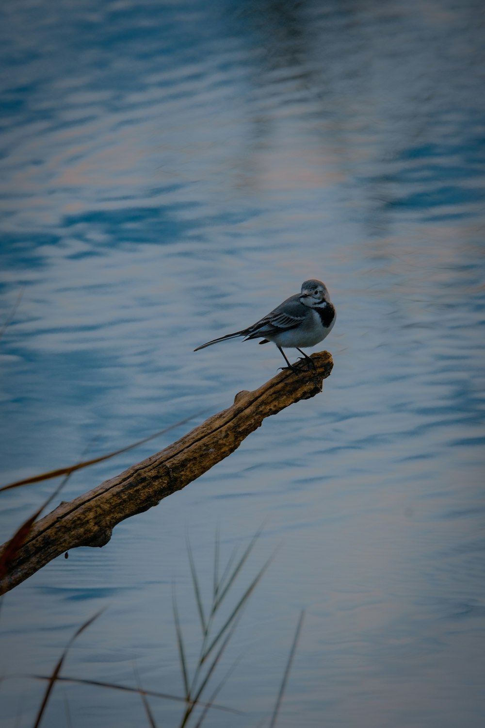 a bird sitting on a log in the water