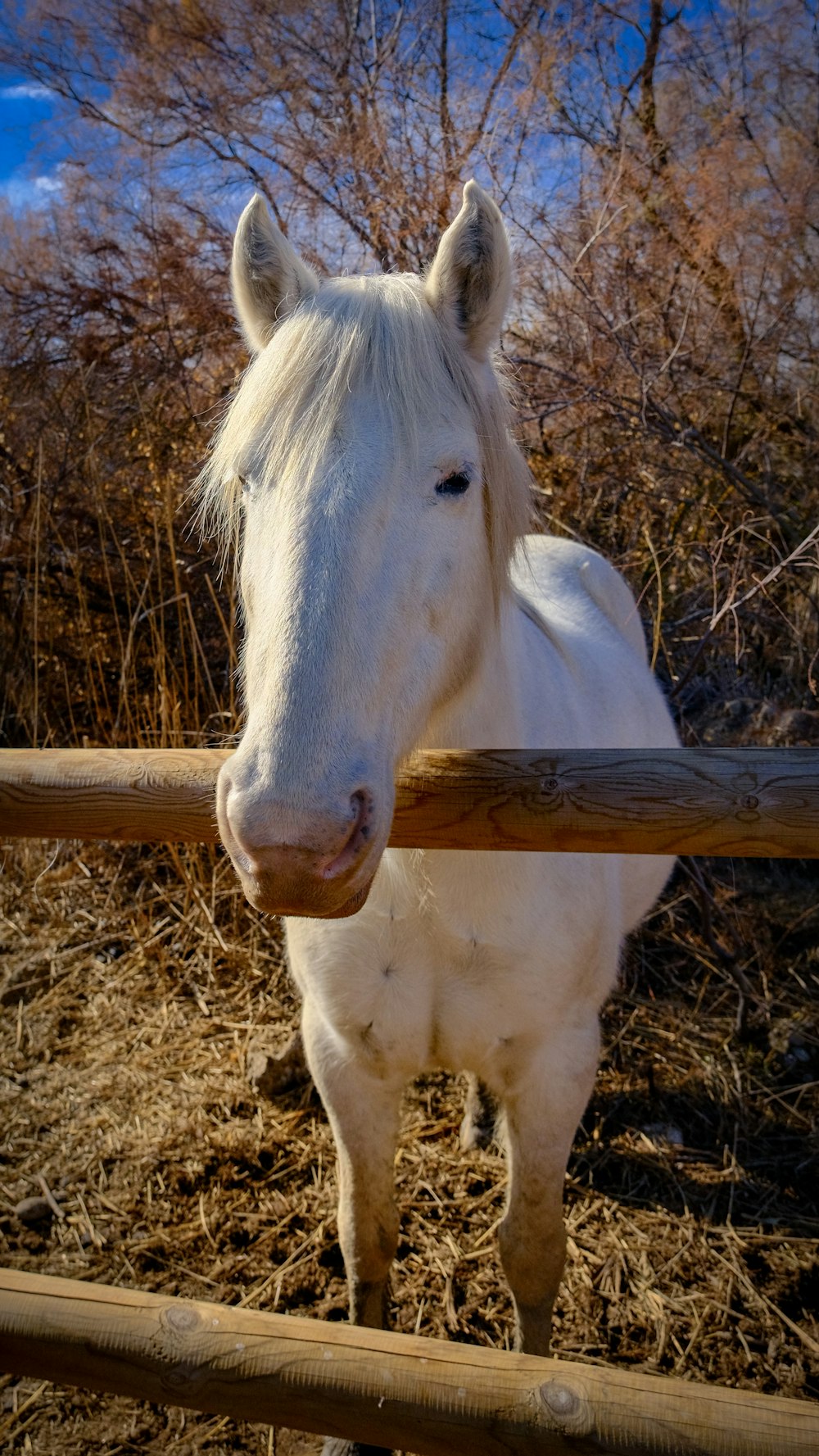 a white horse standing next to a wooden fence