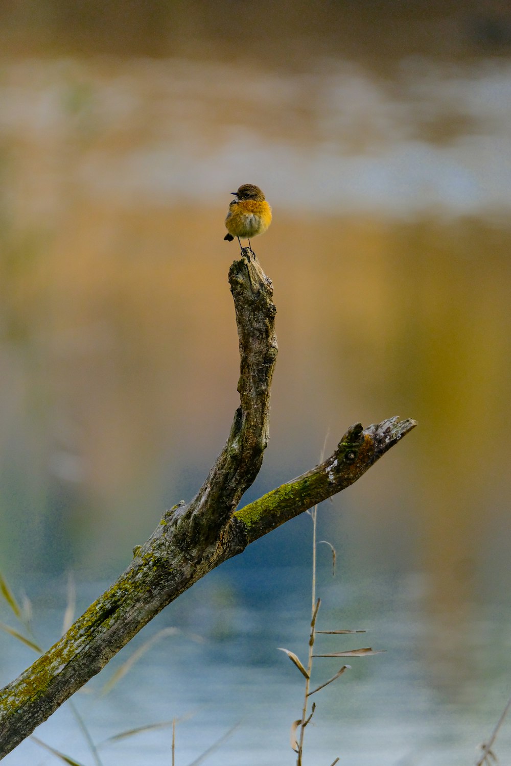 a small bird perched on top of a tree branch