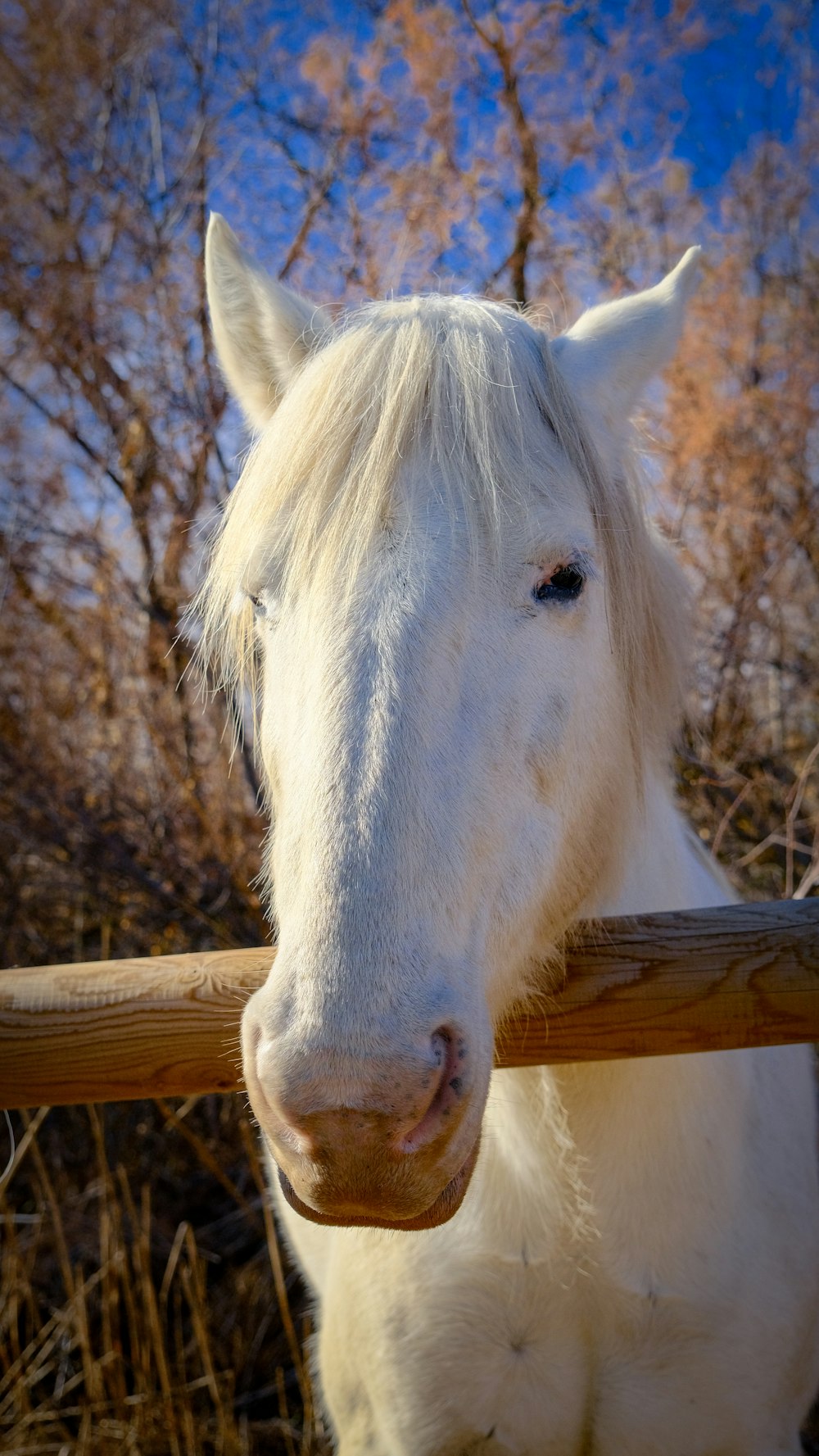 a white horse standing next to a wooden fence