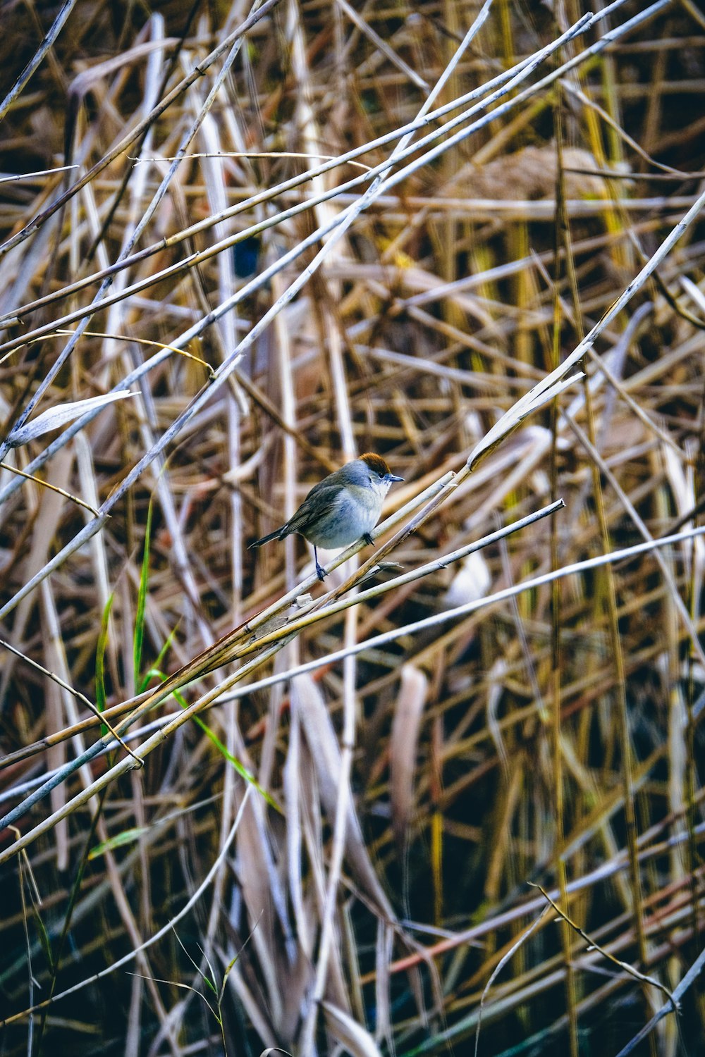 a small bird sitting on top of a dry grass field