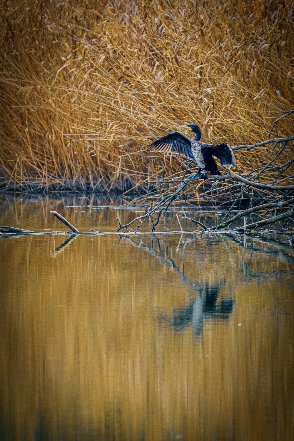 un uccello seduto in cima al ramo di un albero sopra uno specchio d'acqua