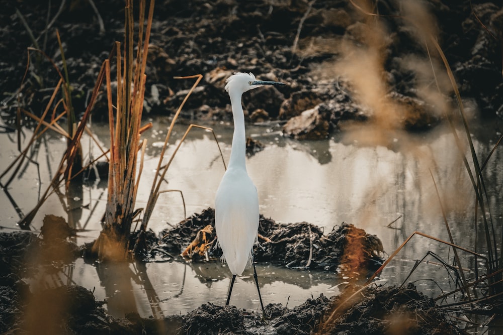 a white bird is standing in the water