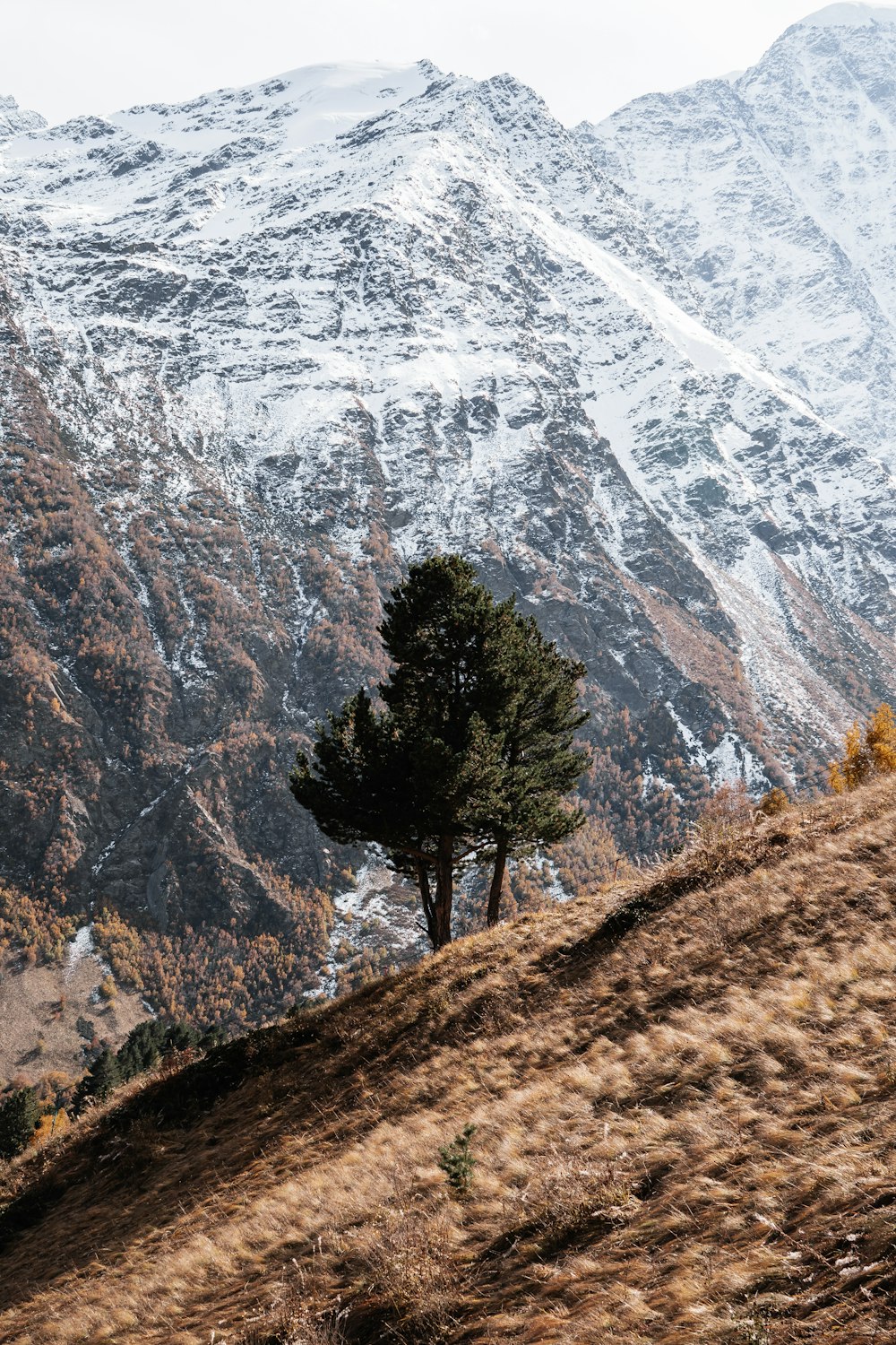 un árbol solitario en la ladera de una montaña