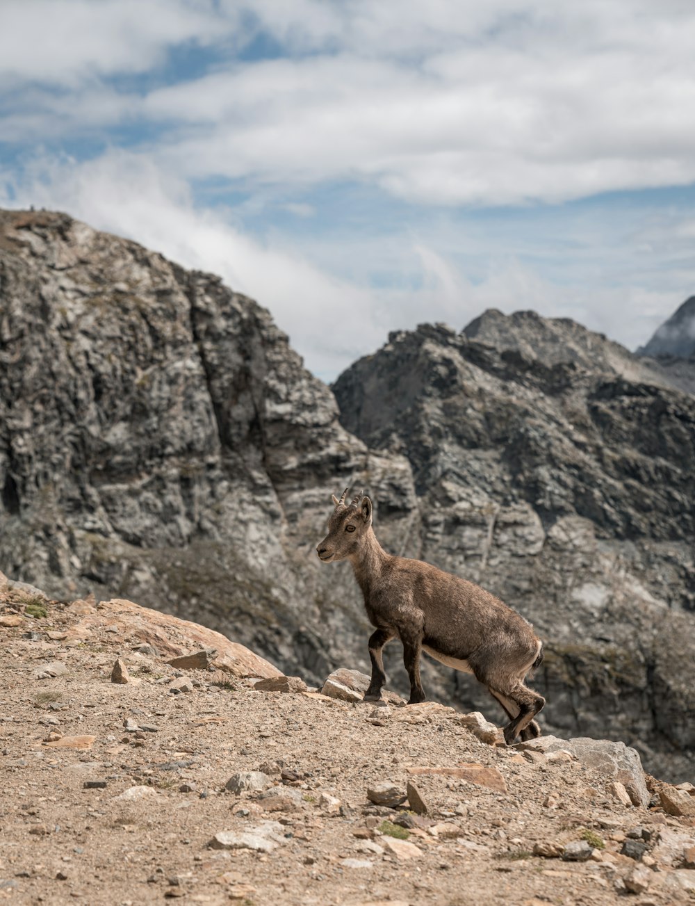 a mountain goat standing on top of a rocky hill