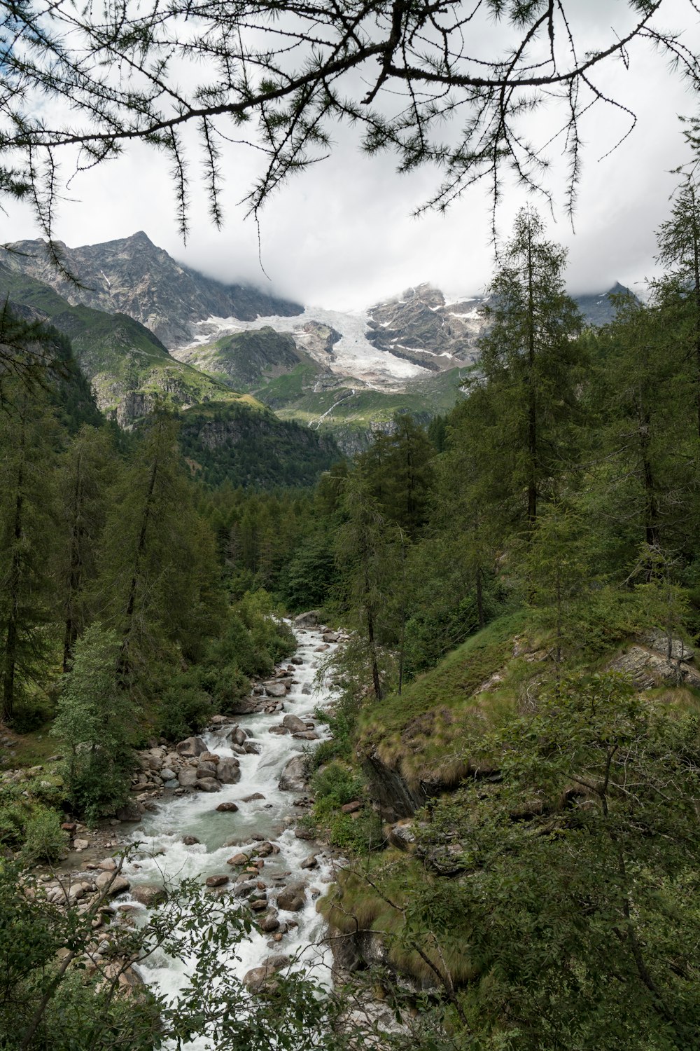 a river running through a lush green forest